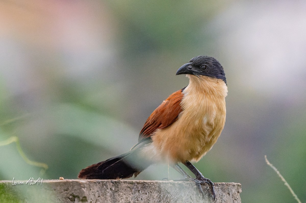 Blue-headed Coucal - ML623313834