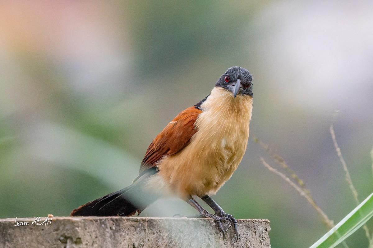 Blue-headed Coucal - ML623313837