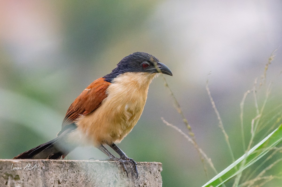 Blue-headed Coucal - ML623313838