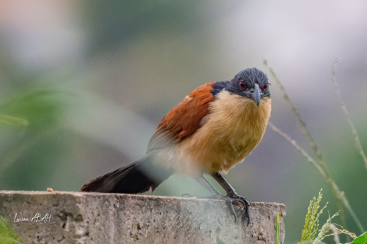 Blue-headed Coucal - ML623313839