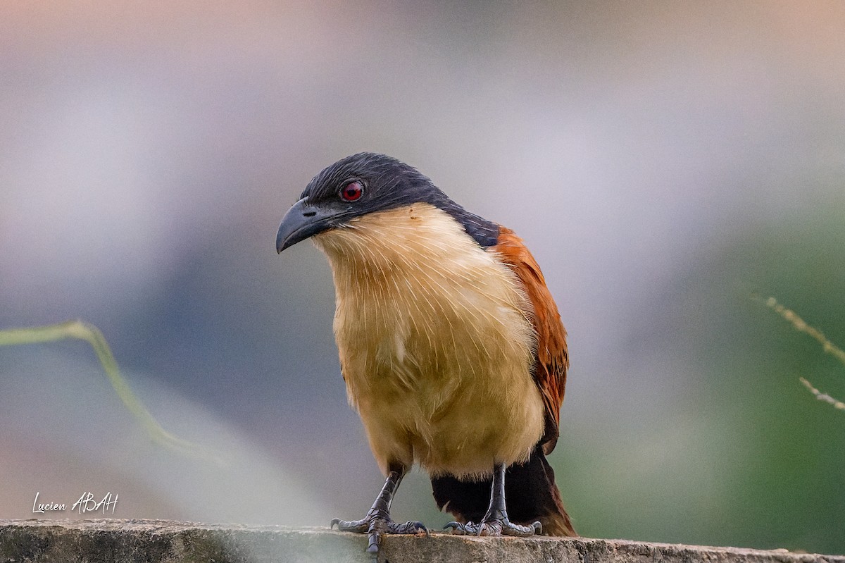 Blue-headed Coucal - ML623313840