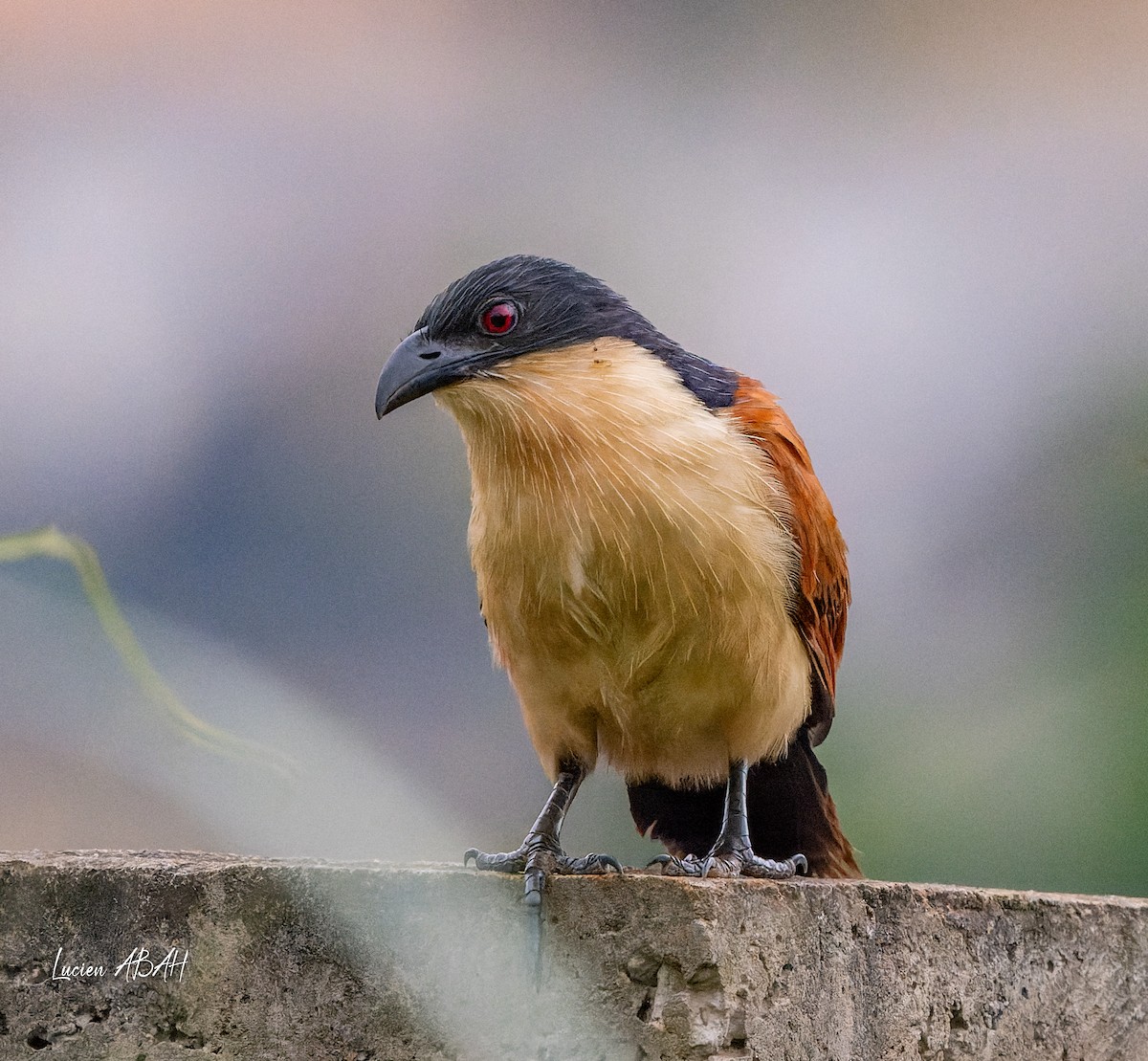 Blue-headed Coucal - ML623313841