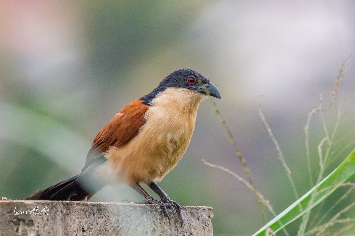 Blue-headed Coucal - ML623313842