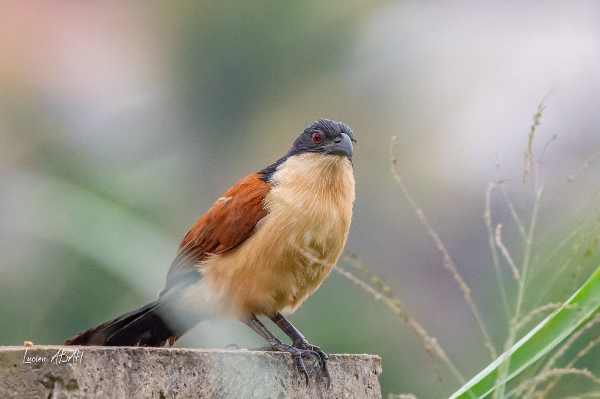 Blue-headed Coucal - lucien ABAH