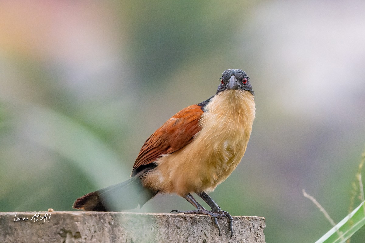 Blue-headed Coucal - ML623313844