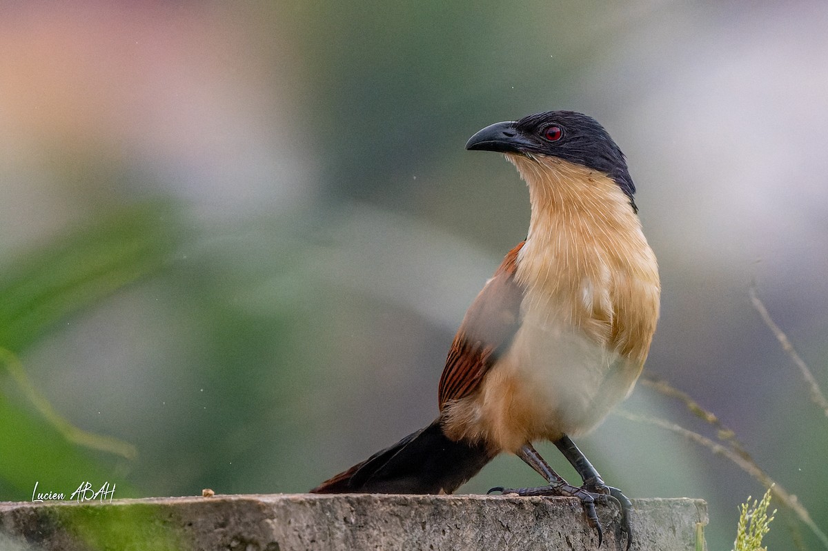 Blue-headed Coucal - ML623313845