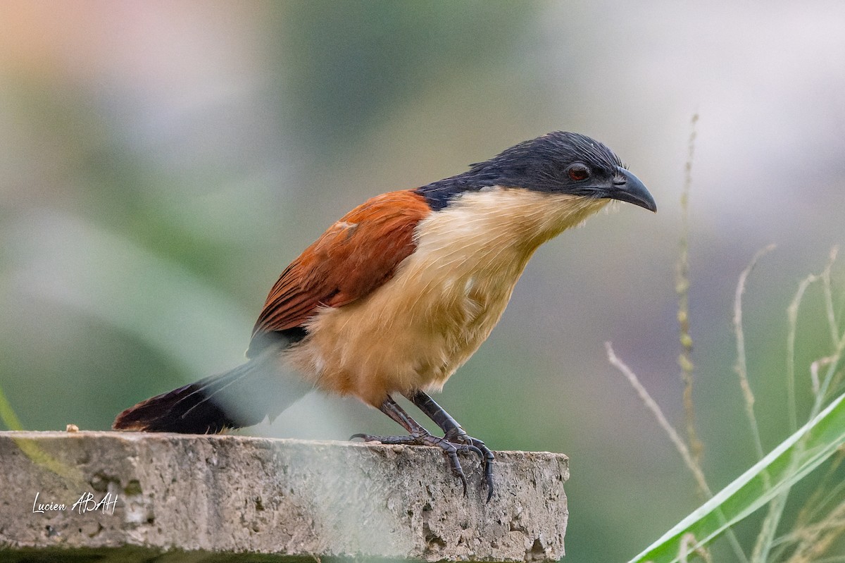 Blue-headed Coucal - ML623313846