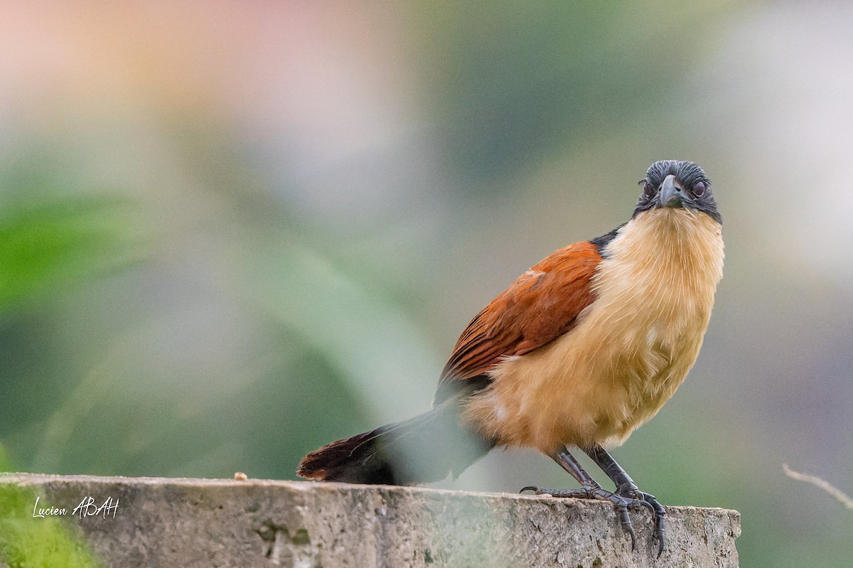 Blue-headed Coucal - ML623313847