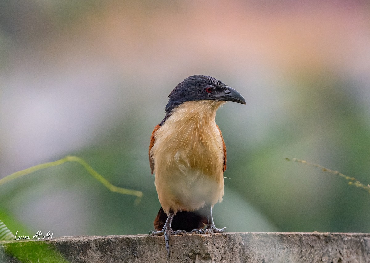 Blue-headed Coucal - ML623313848