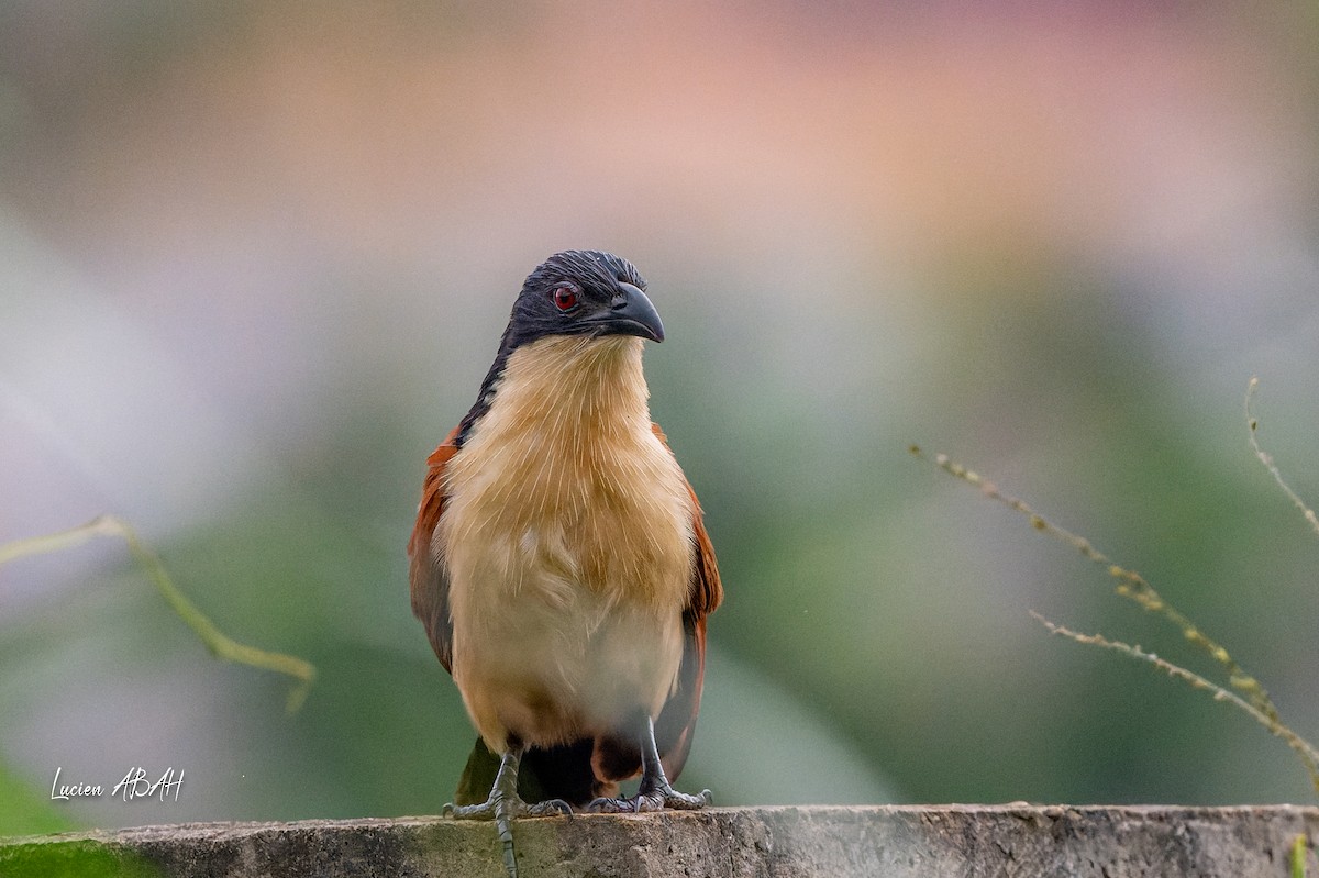 Blue-headed Coucal - ML623313849