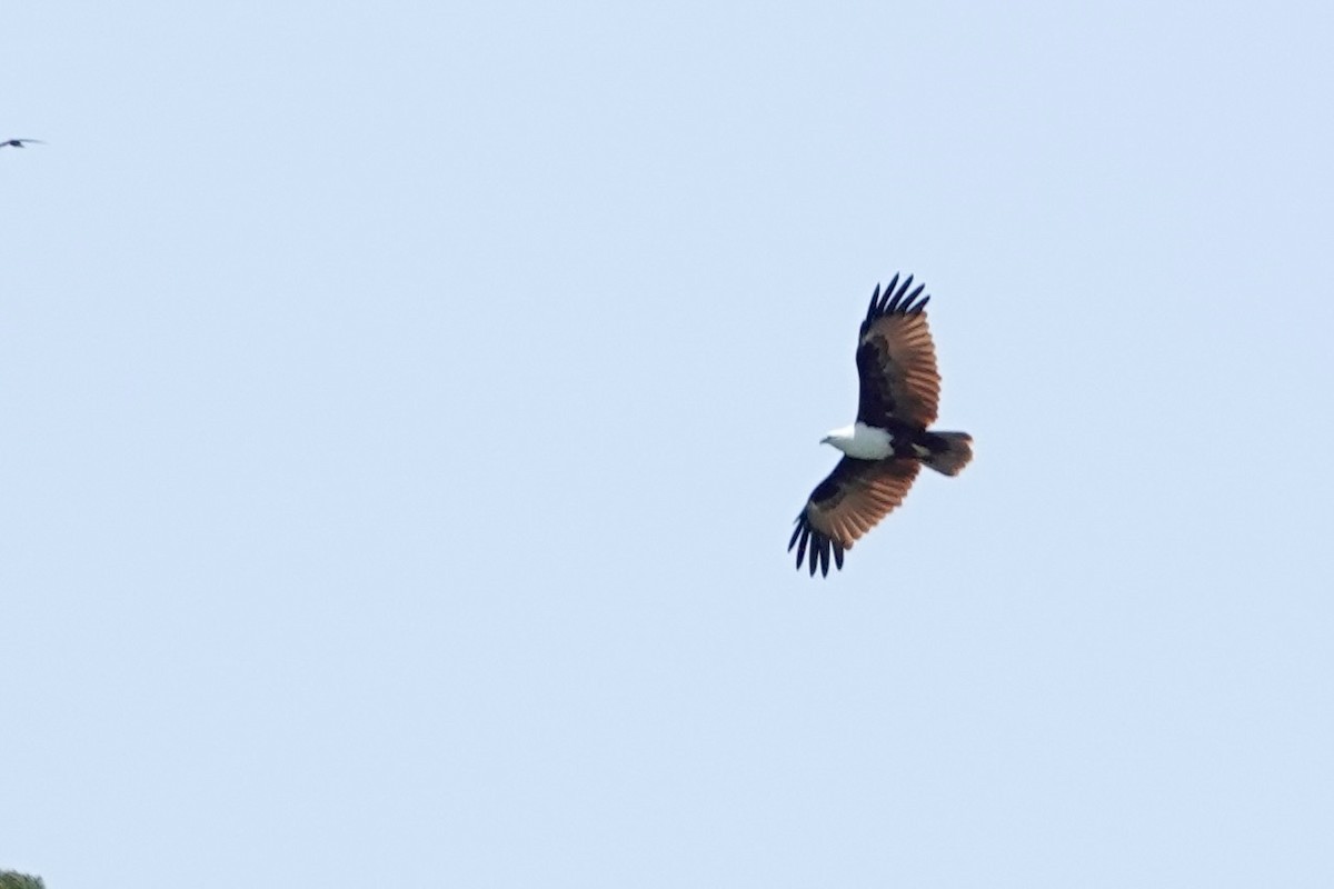 Brahminy Kite - ML623313890