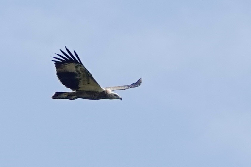 White-bellied Sea-Eagle - ML623313902