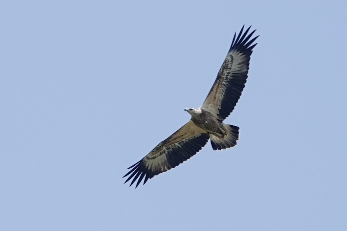 White-bellied Sea-Eagle - ML623313903