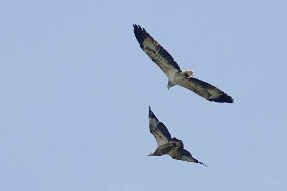 White-bellied Sea-Eagle - ML623313904