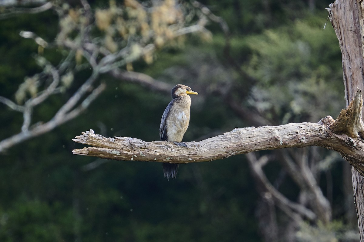 Little Pied Cormorant - ML623313905