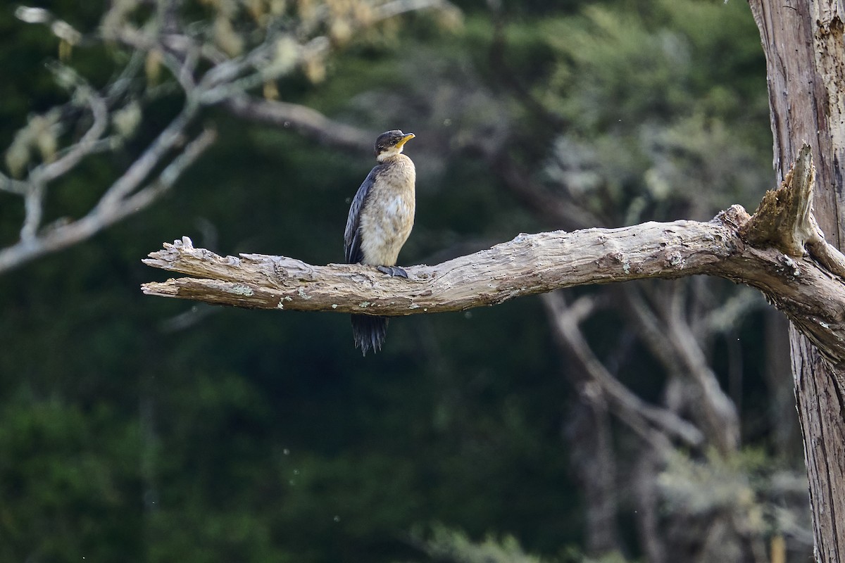 Little Pied Cormorant - ML623313906