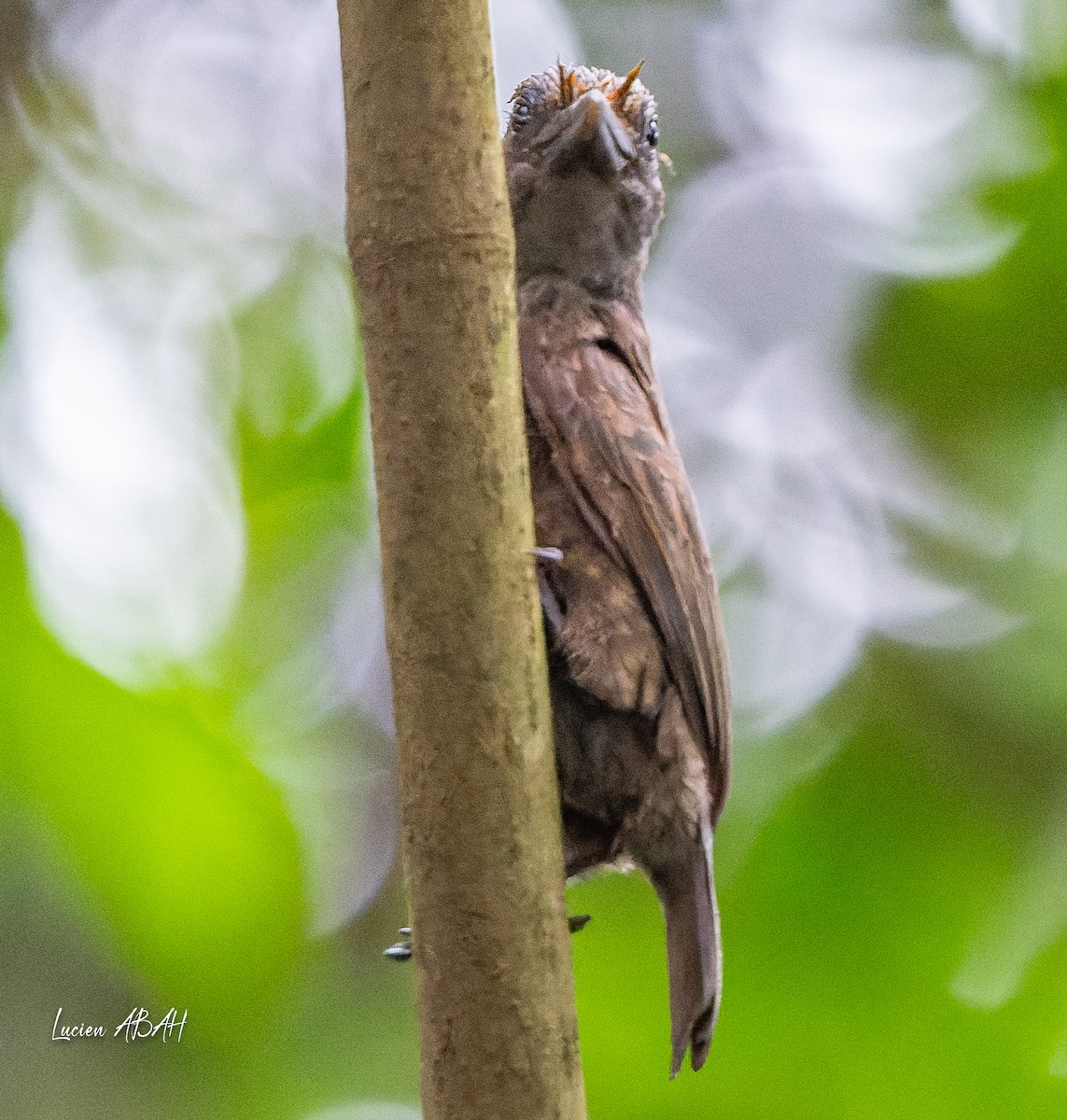 Gray-throated Barbet - ML623313930