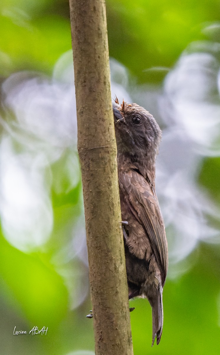 Gray-throated Barbet - ML623313931