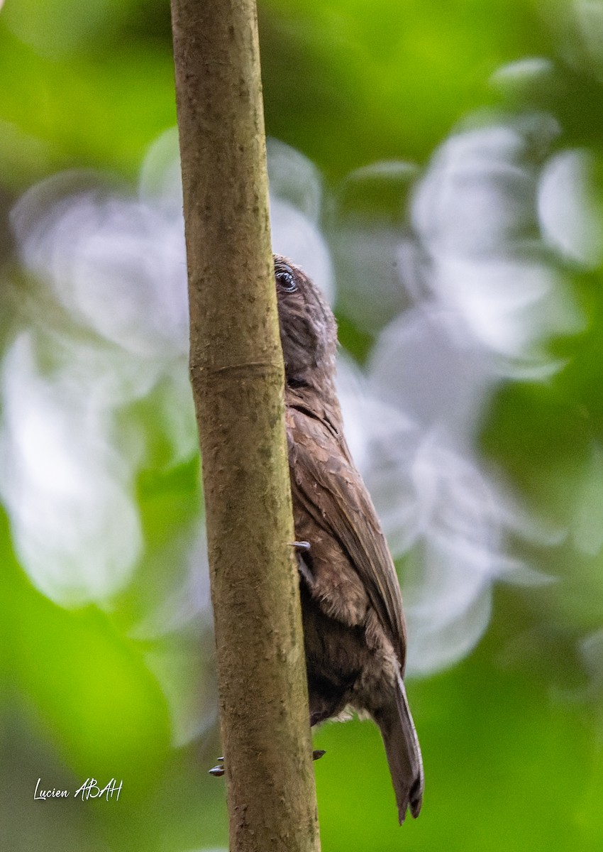 Gray-throated Barbet - ML623313933