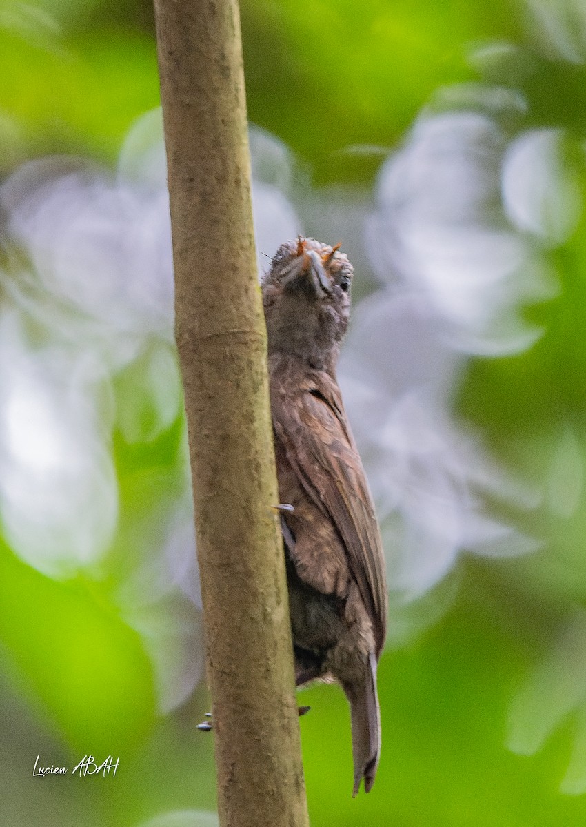 Gray-throated Barbet - ML623313934