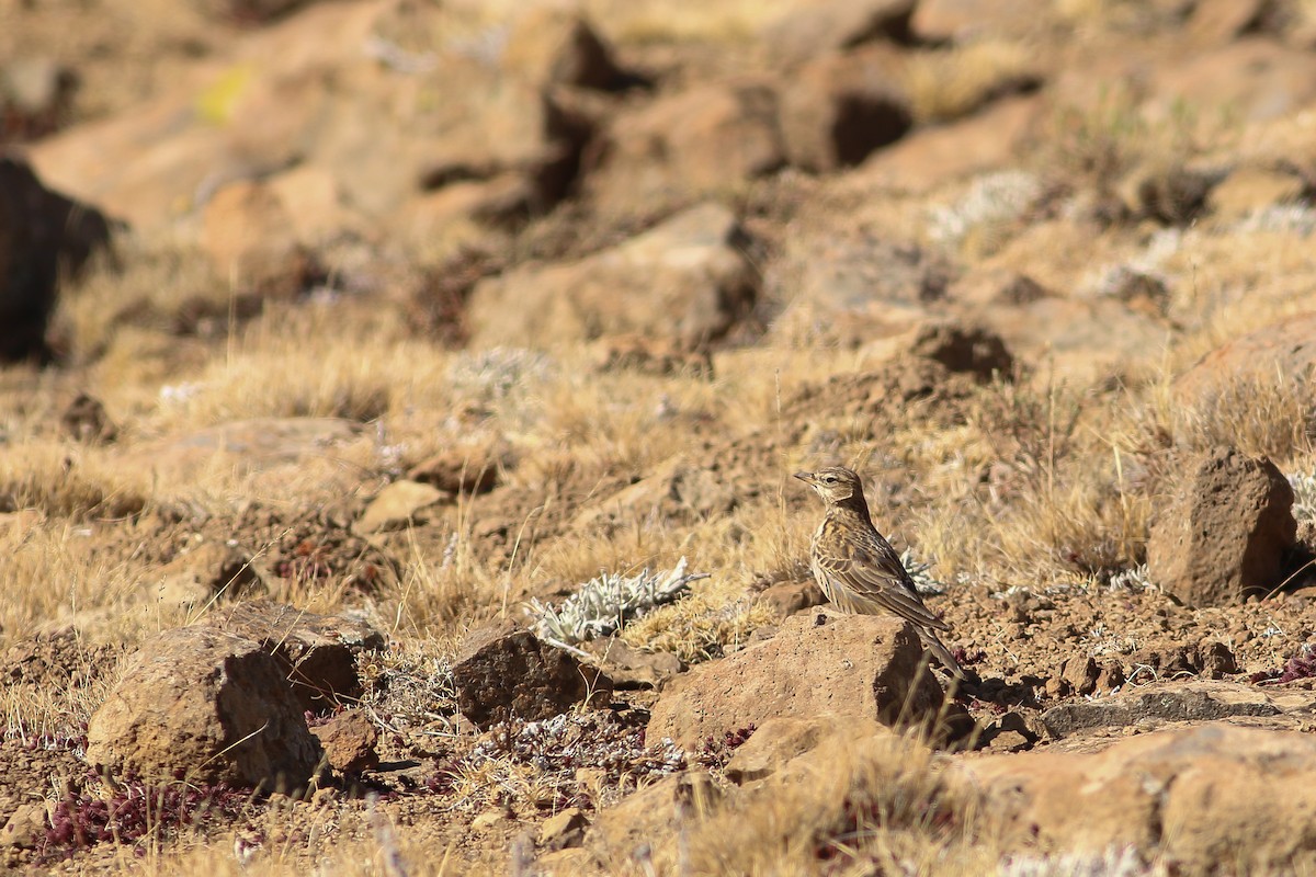 Large-billed Lark - ML623314006