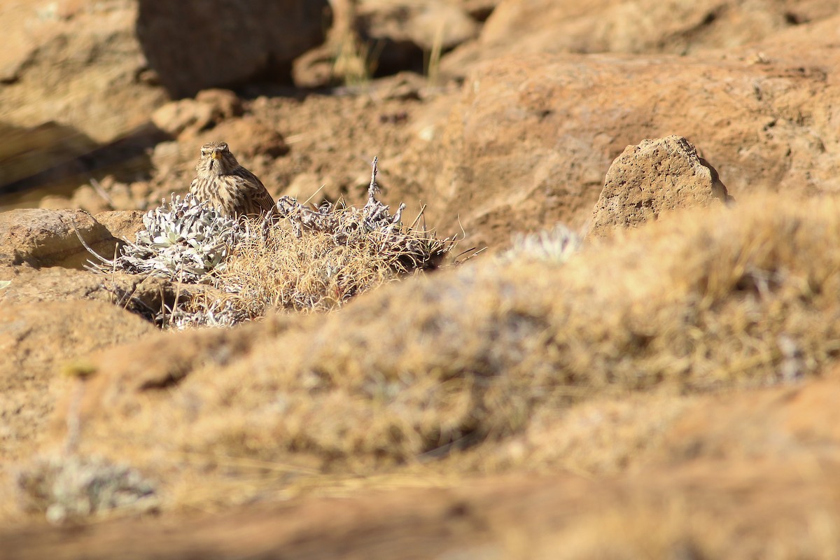 Large-billed Lark - ML623314007