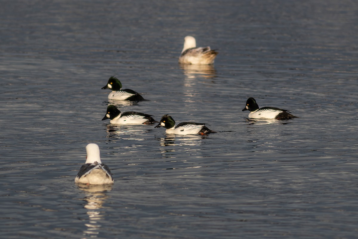 Common Goldeneye - ML623314057