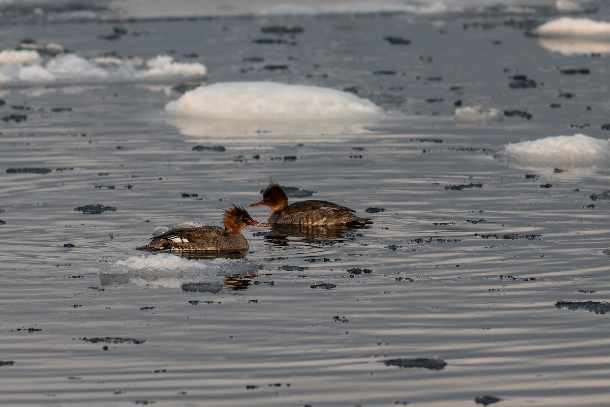 Red-breasted Merganser - ML623314079