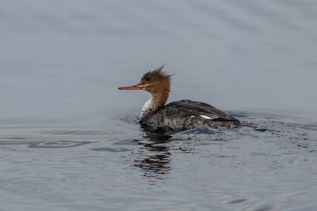 Red-breasted Merganser - ML623314080