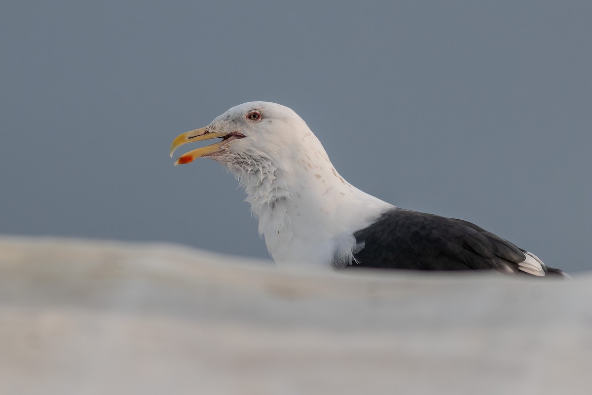 Slaty-backed Gull - ML623314082