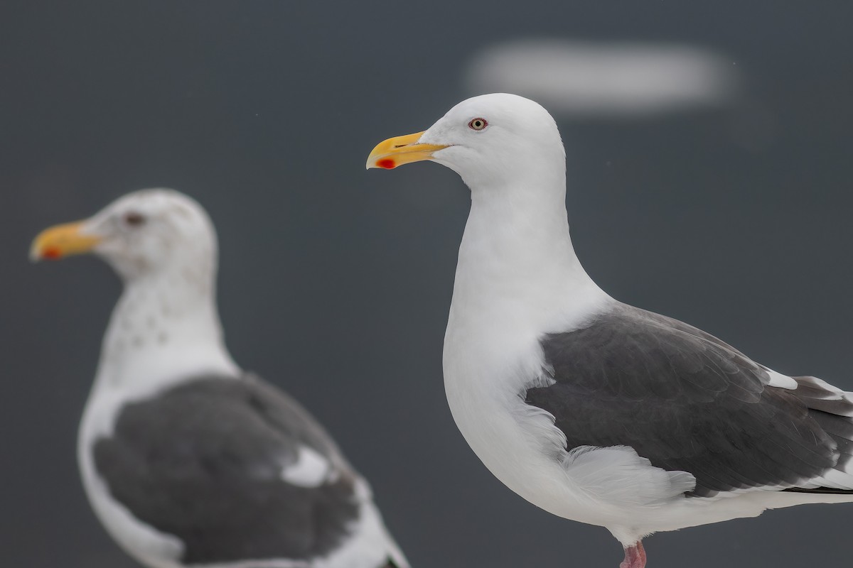 Slaty-backed Gull - ML623314083