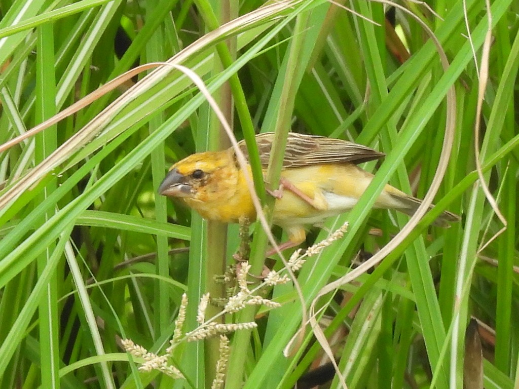 Asian Golden Weaver - ML623314205