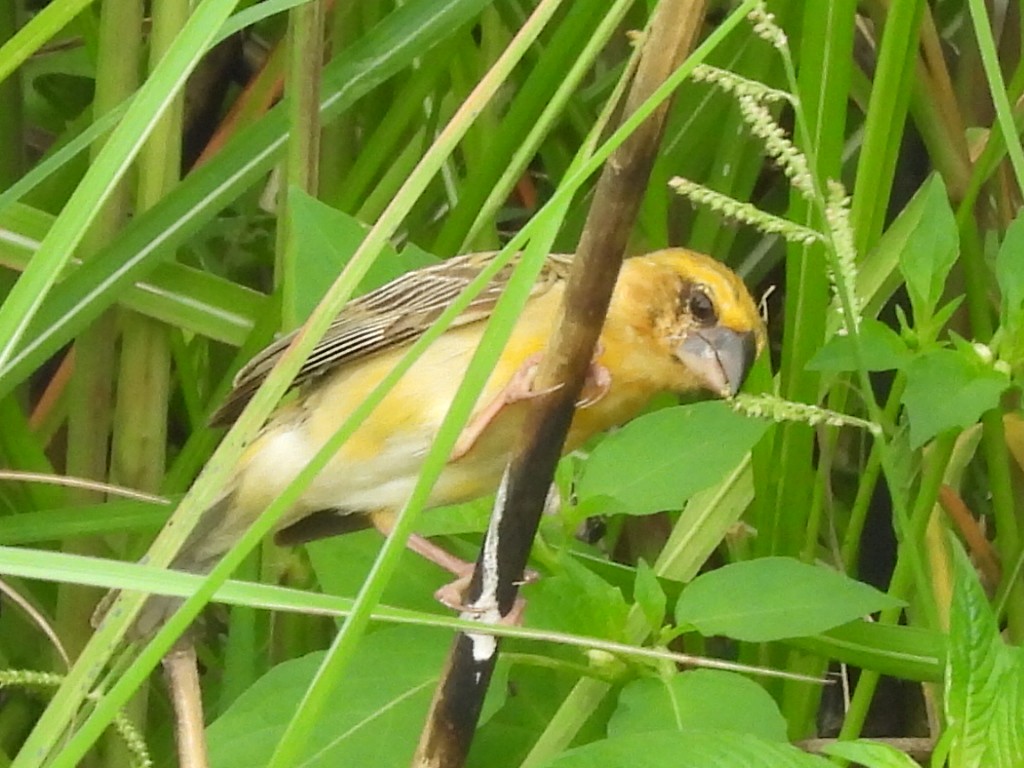 Asian Golden Weaver - ML623314206