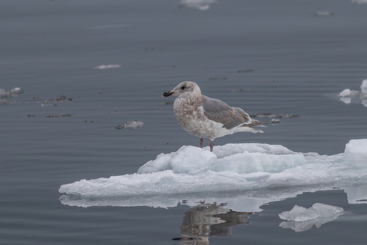 Glaucous-winged Gull - ML623314211