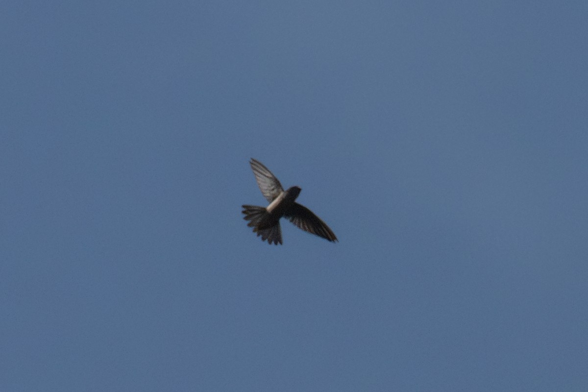 Indian Swiftlet - ML623314297