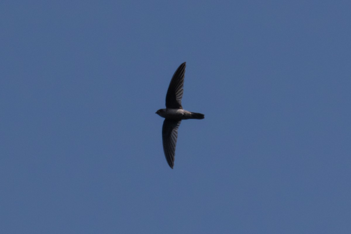 Indian Swiftlet - ML623314298