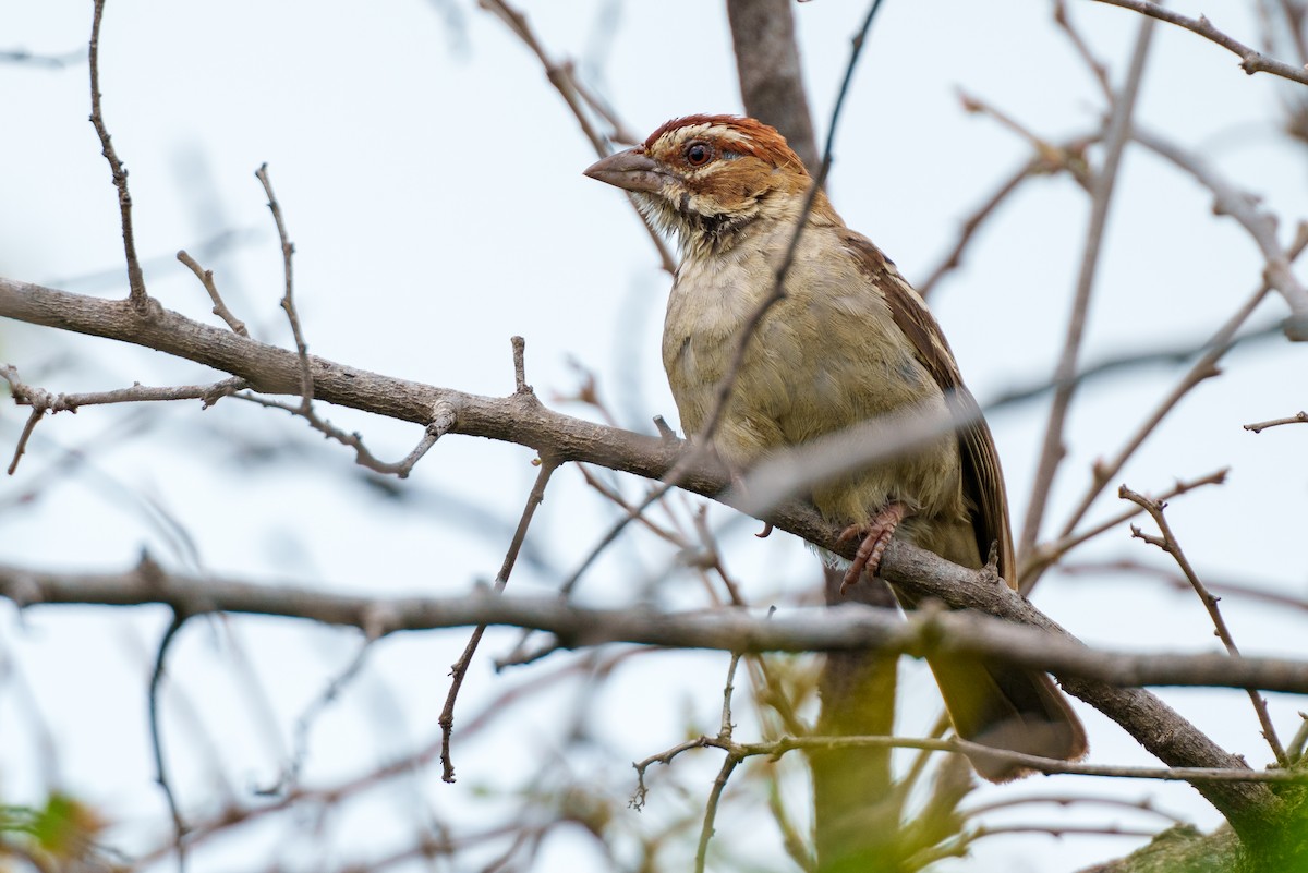 Chestnut-crowned Sparrow-Weaver - ML623314351