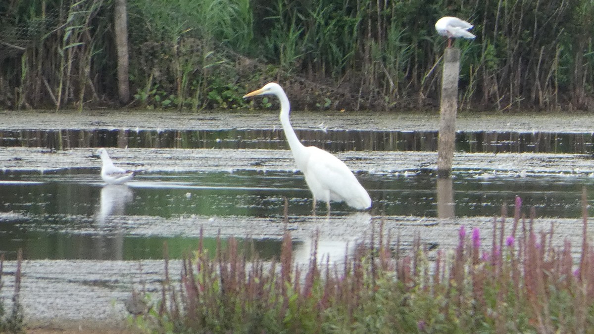 Great Egret - Andris Cemme