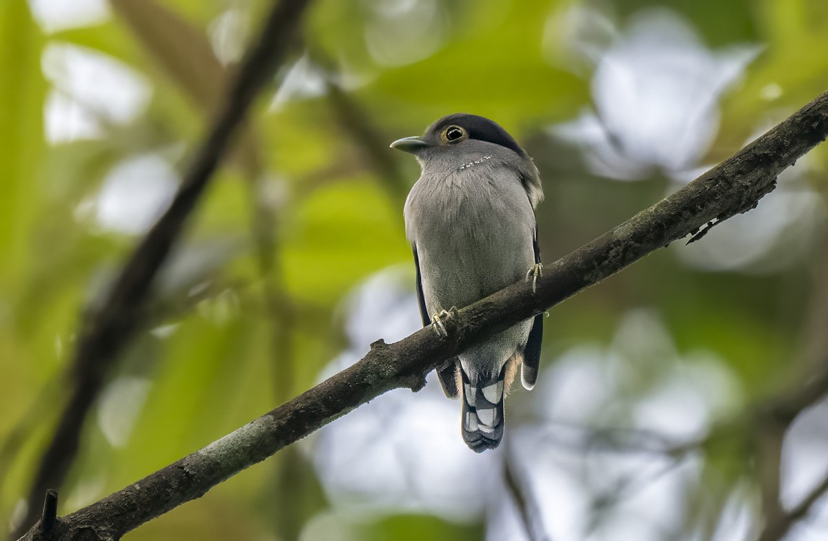 Gray-lored Broadbill - ML623314399