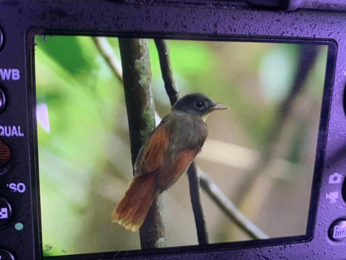 Rufous-winged Philentoma - ML623314414