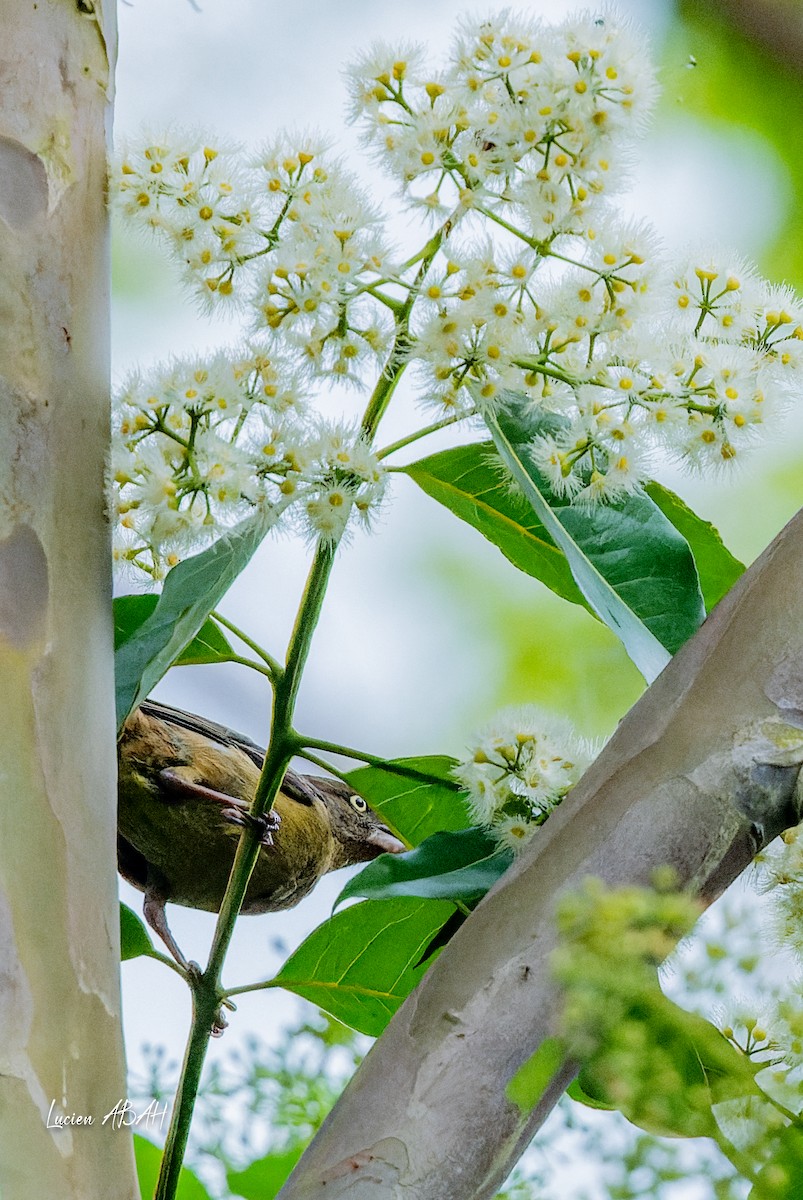 Vieillot's Black Weaver - ML623314419