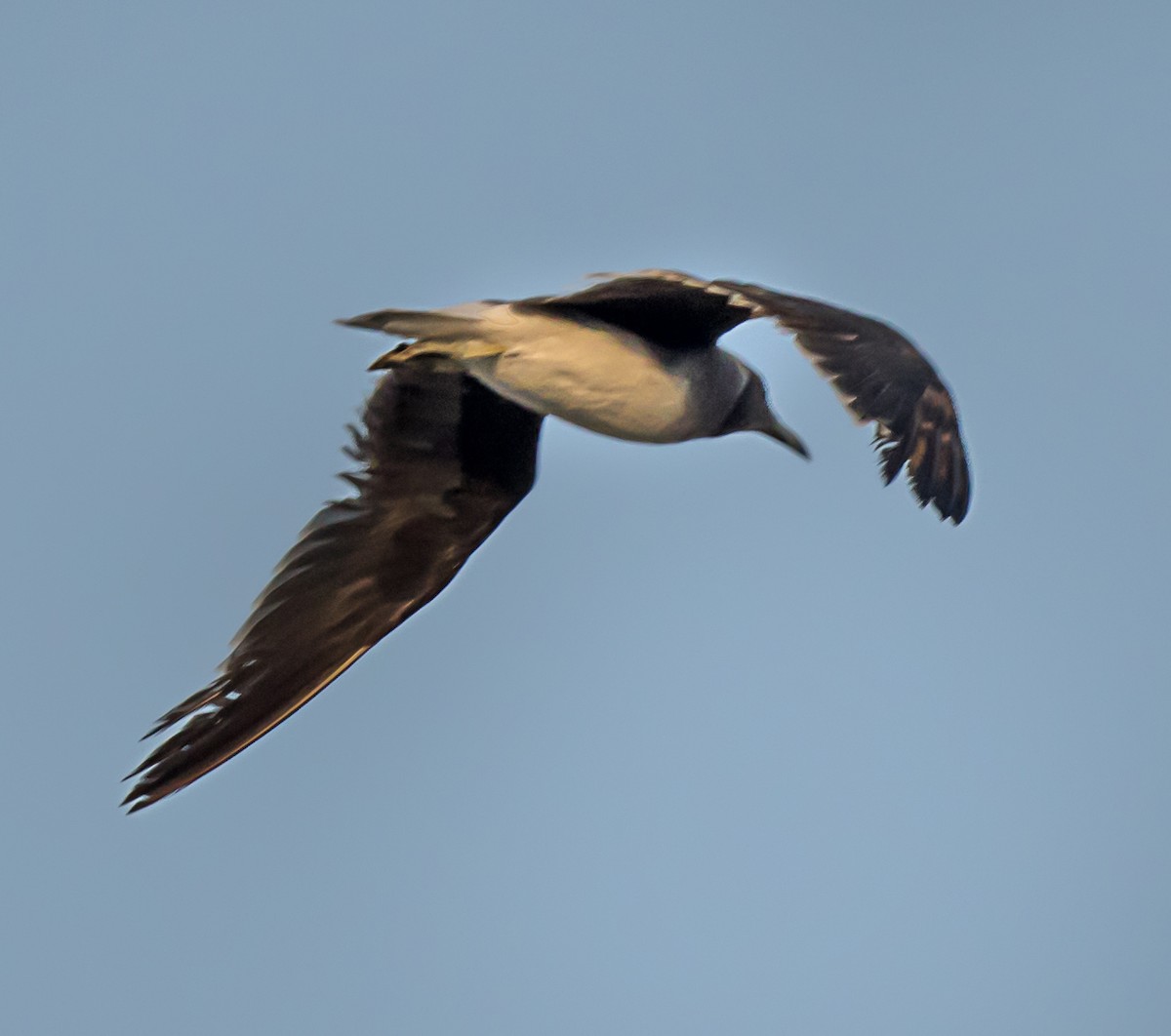 Gaviota Cejiblanca - ML623314428