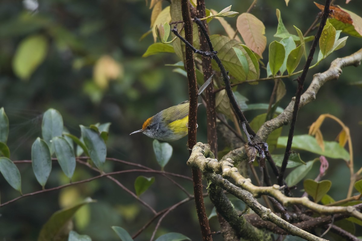 Mountain Tailorbird - egg man