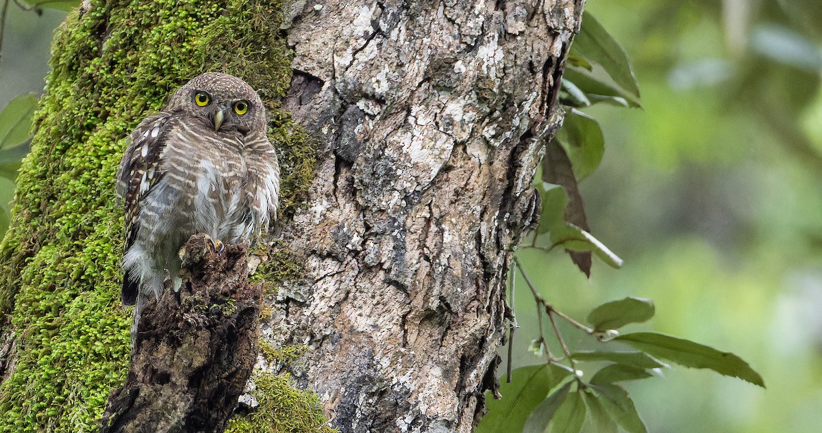 Collared Owlet - ML623314477