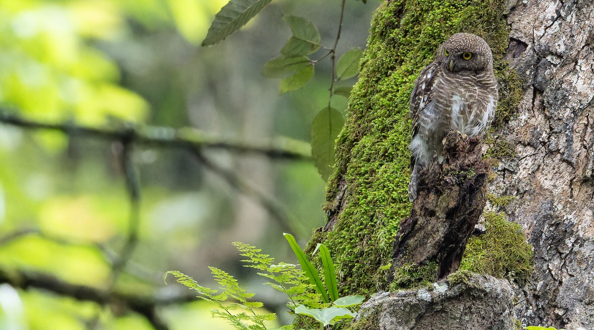 Collared Owlet - ML623314481