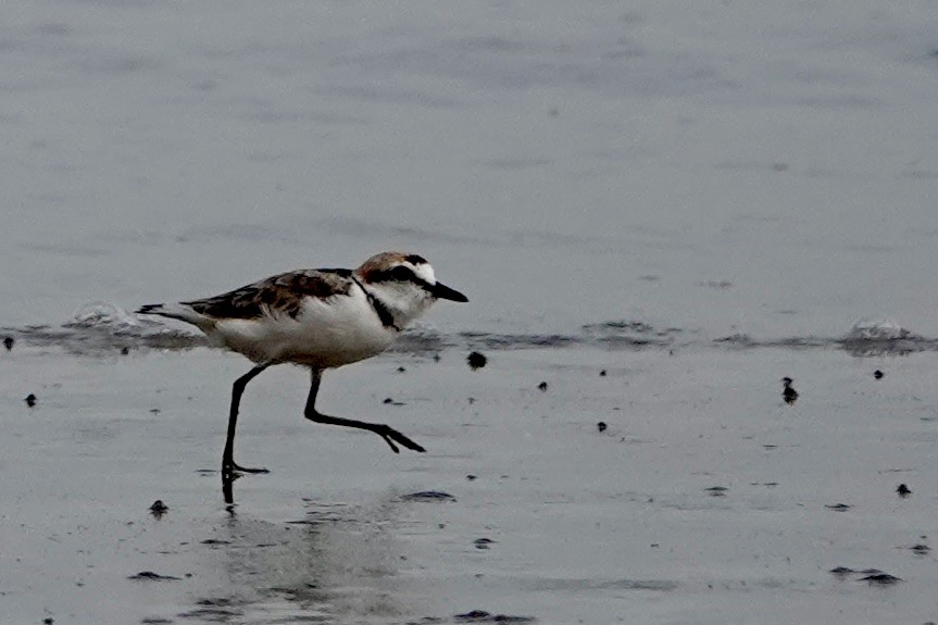 Malaysian Plover - ML623314489