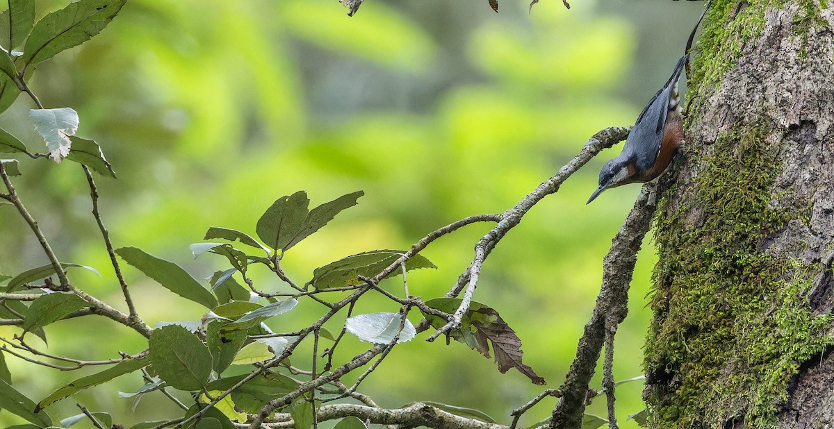 Chestnut-bellied Nuthatch - ML623314502