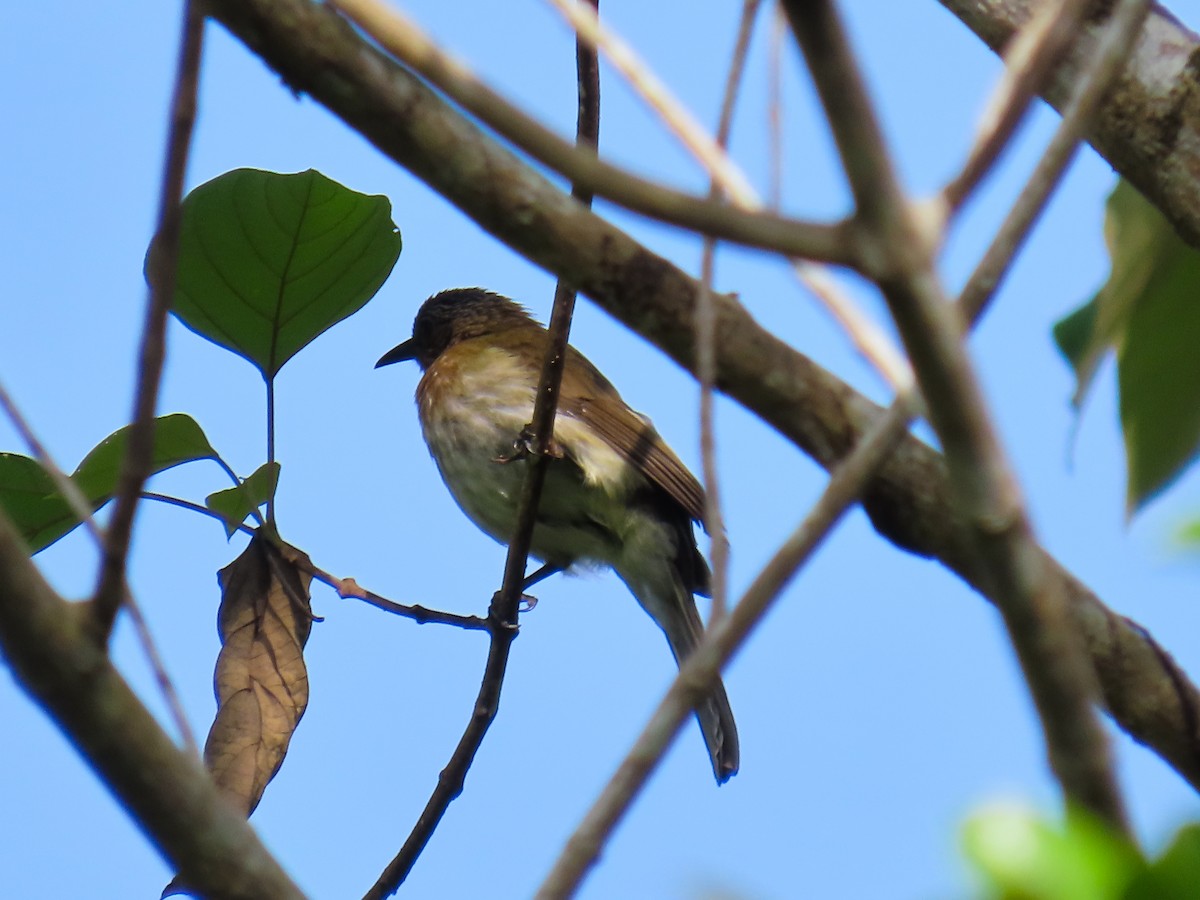 Philippine Bulbul - ML623314531