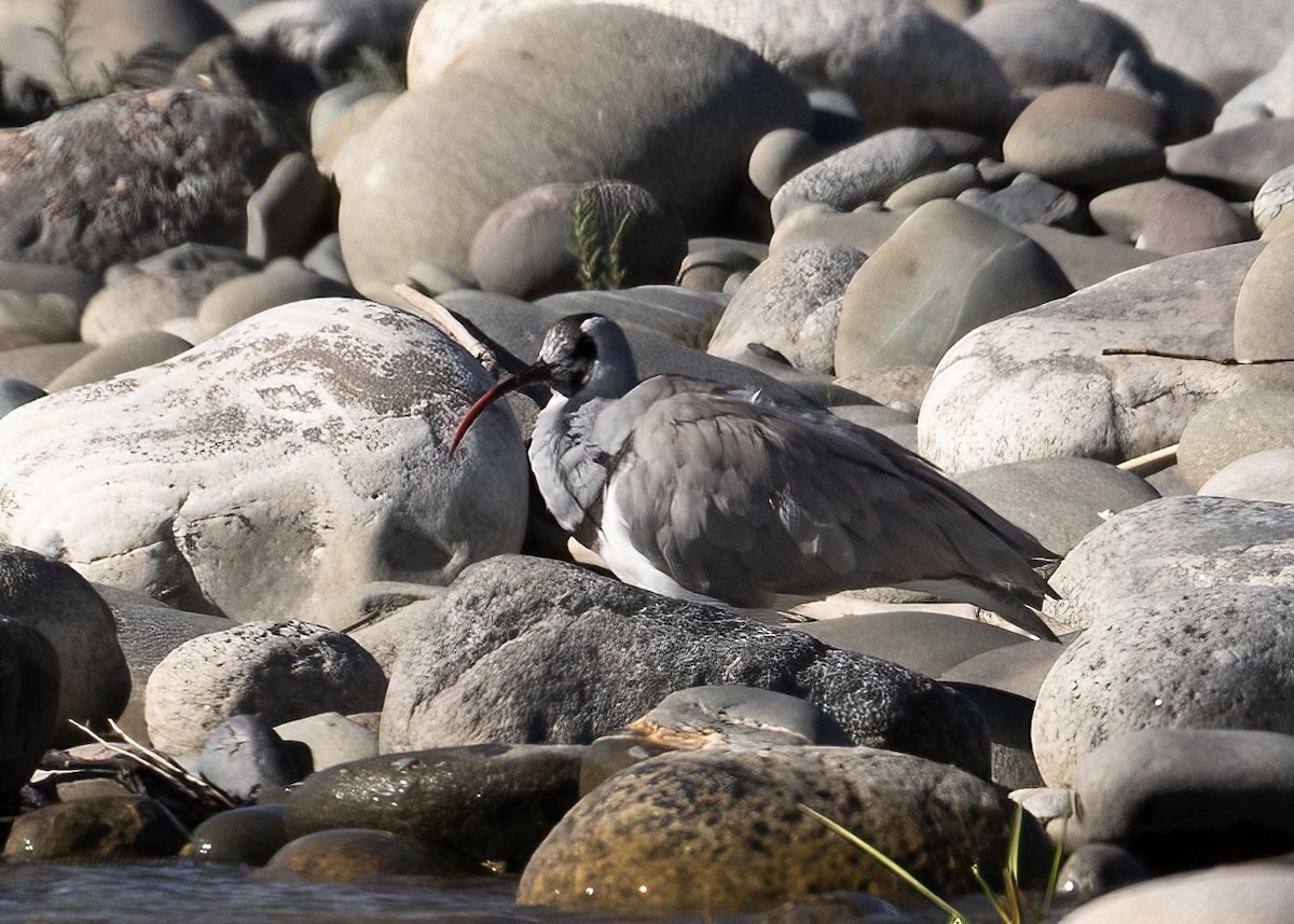 Ibisbill - ML623314536