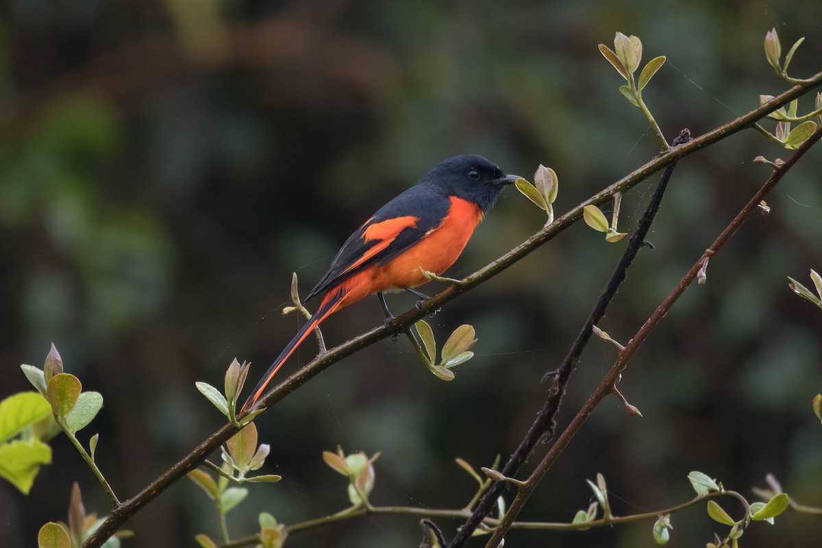 Minivet mandarin (montanus/cinereigula) - ML623314539